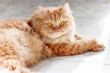Fototapeta premium Fluffy Ginger cat with yellow eyes lying on the tile floor. Close up Red cat.
