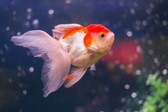 goldfish in water closeup