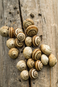 snails on the tree