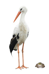 stork and frog © fotomaster