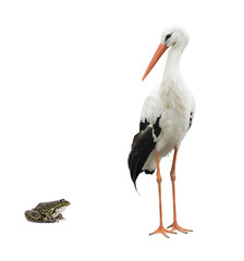 stork and frog © fotomaster