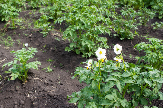 Potato flowers in the summer garden