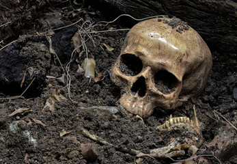 Skull and bones digged from pit in the scary graveyard which has dim light