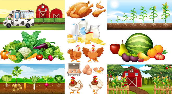 Farm scenes with vegetables and chickens