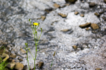 A lone flower on a background of a mountain river