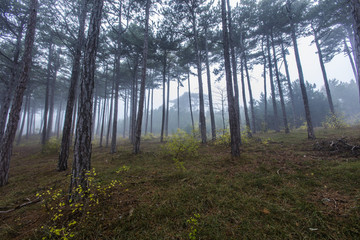 Fototapeta premium misty morning in the forest 