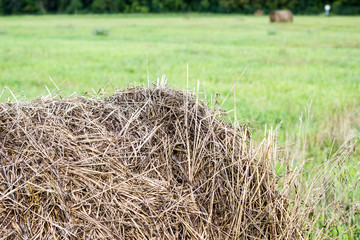 Fototapeta na wymiar Roll in the hay on a green field