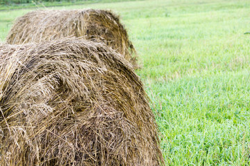 Roll in the hay on a green field