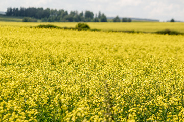 Fototapeta premium Rapeseed field. On the horizon a strip of woodland.