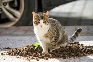 Sokak Kedisinin Toprak Tuvaleti
