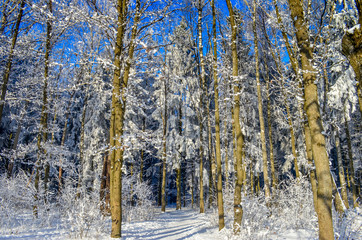 winter sunny day in the forest