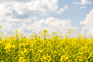 Obraz premium Rapeseed field under the clouds on a Sunny summer day