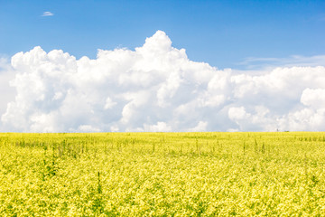 Obraz premium Rapeseed field under Cumulus clouds on a Sunny summer day