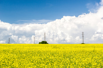 Rapeseed field and towers power lines the horizon under Cumulus clouds on a Sunny summer day