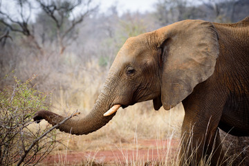 Baby Elephant of Madikwe