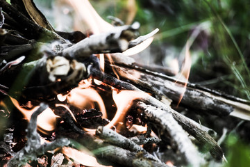 The fire in the green grass. A fire in the woods. Barbecue on the nature, picnic.