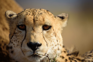 Watchful Cheetah from Madikwe