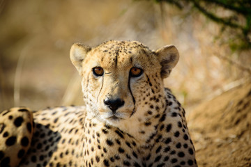 Watchful Cheetah from Madikwe