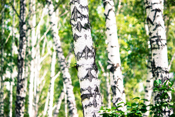 Obraz premium The white trunks of birches on the green leaves in the forest