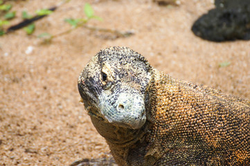 Komodo dragon in the wild on nature