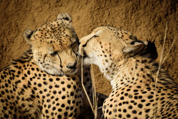Cheetah Buddies from Madikwe
