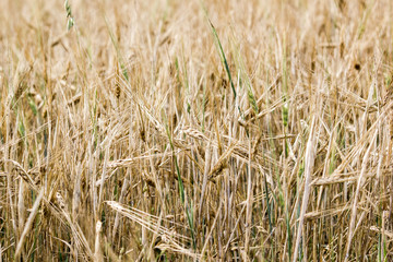 Ears of wheat in a field, close-up as background.