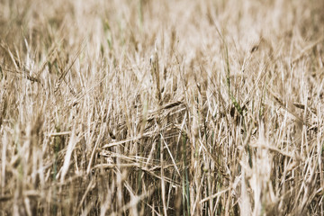 Ears of wheat in a field, close-up as background.