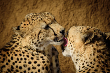 Cheetah Buddies from Madikwe