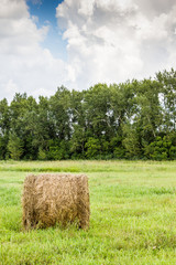 Roll in the hay on a green field