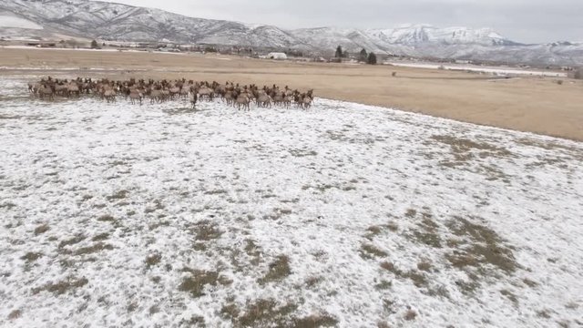 Aerial shot of a beautiful herd of elk grazing in a field