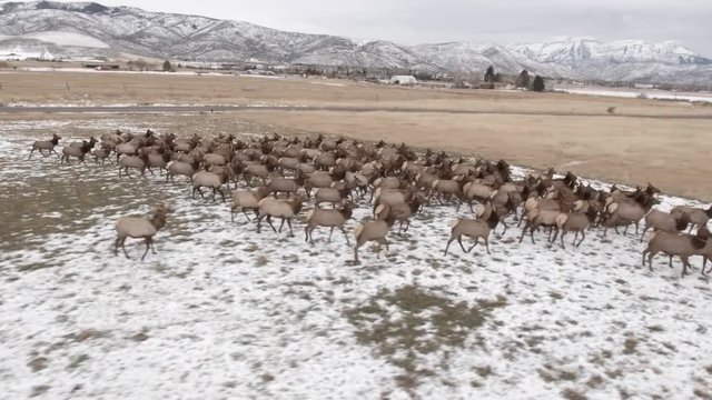 Aerial shot of a beautiful herd of elk grazing in field