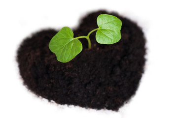Sprout growing out of a heart shaped soil. 