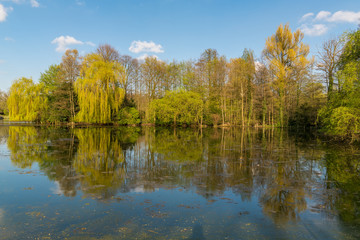Trees on the shore of the Schlossteich Wittringen reflecting in the water, Gladbeck, North Rhine-Westphalia, Germany