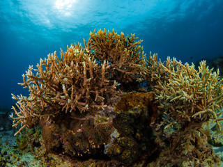 Fototapeta na wymiar Coral breeding