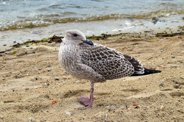 A seagull om the seashore with its head turned back