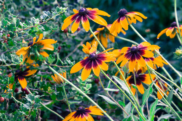 Flower zinnia in the flower bed in the summer garden