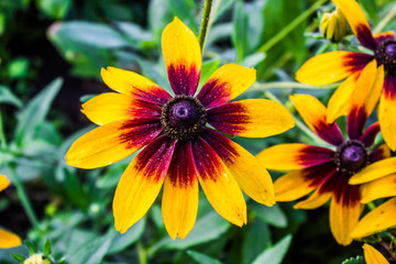 Flower zinnia in the flower bed in the summer garden