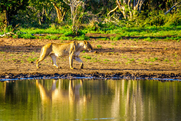 Naklejka premium Female Lion going to drink at sunrise at the Nkaya Pan Watering Hole in Kruger Park South Africa