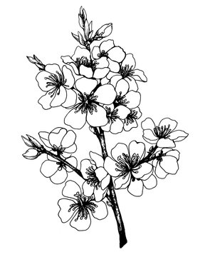 Branch of sakura with flowers. Apple-tree flowers. Japan cherry blossom. Black and white outline illustration hand drawn painting. Isolated on white background.
