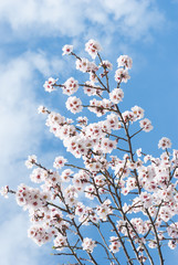 Almond flowers