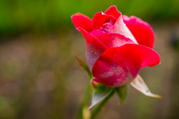 A red rose with some dew drops