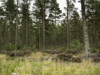 Heather & Undergrowth