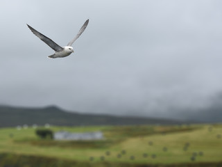 Seagull