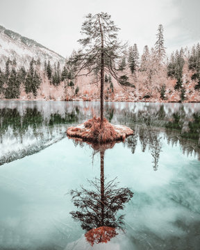 Einzelner Baum der auf einer kleinen Insel im Crestasee vor den schweizer Bergen steht und sich im blauen Wasser spiegelt