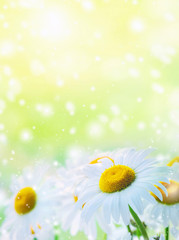 Summer bright background with beautiful daisies closeup