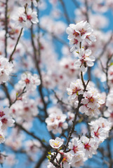 Almond flowers