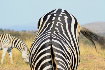 Black and white pattern of a zebra's back at Kruger National Park, South Africa