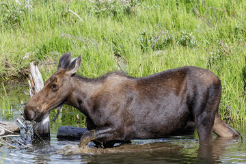 Shiras Moose of The Colorado Rocky Mountains