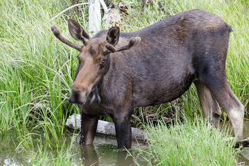 Shiras Moose of The Colorado Rocky Mountains