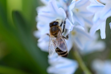 Bee on flower